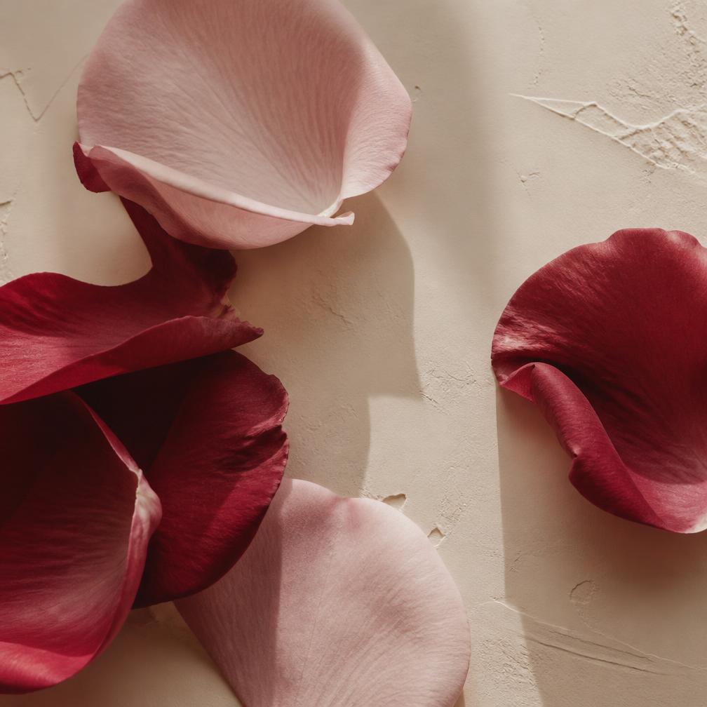 Pétalas de rosa blush e bordô sobre fundo marfim